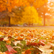 Image for article titled Why Do We Smell the Change of Seasons?